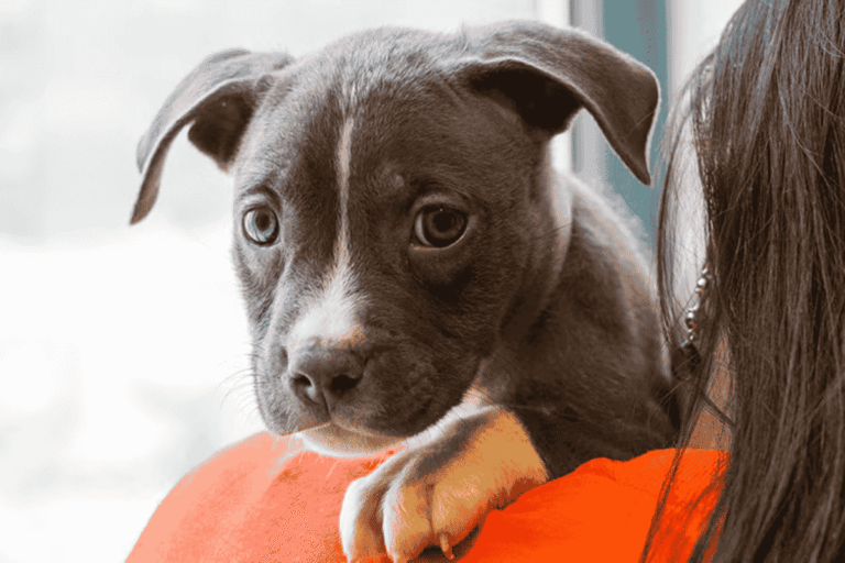 Why Breed-Specific Legislation Fails to Keep Communities Safe
