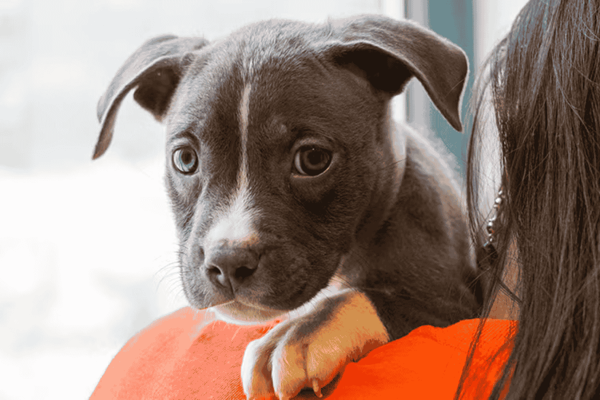 Why Breed-Specific Legislation Fails to Keep Communities Safe