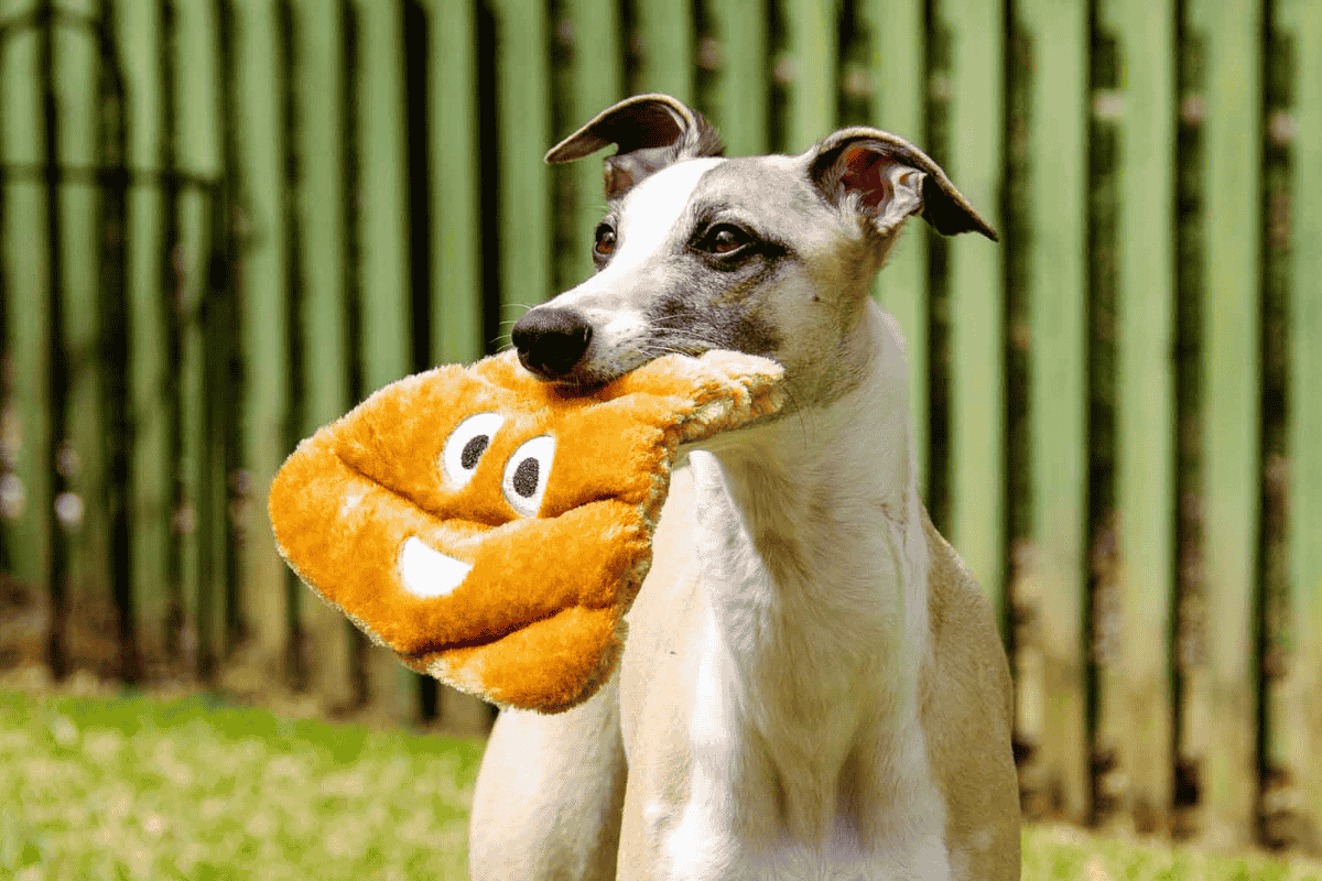 Why Do Dogs Eat Poop and How To Stop It