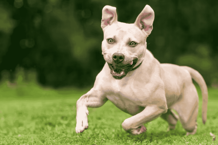 Why Do Dogs Have the Zoomies?