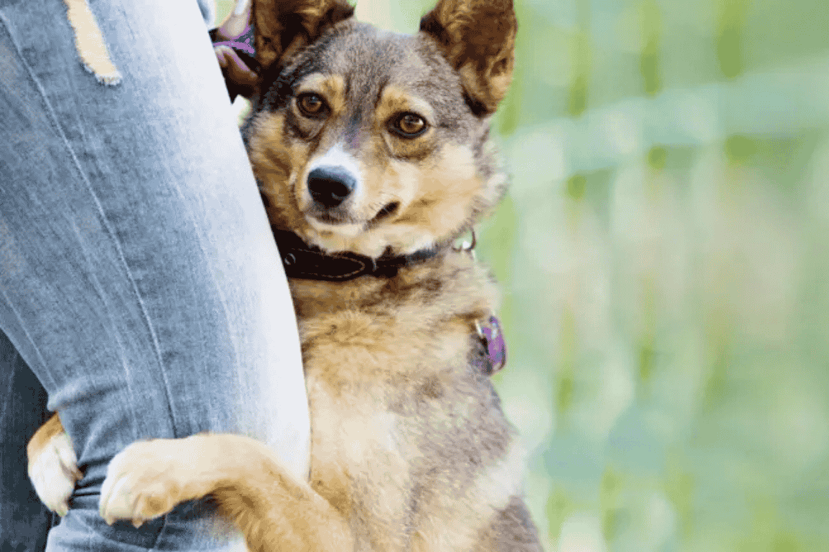 Why Do Dogs Hump and How to Stop It