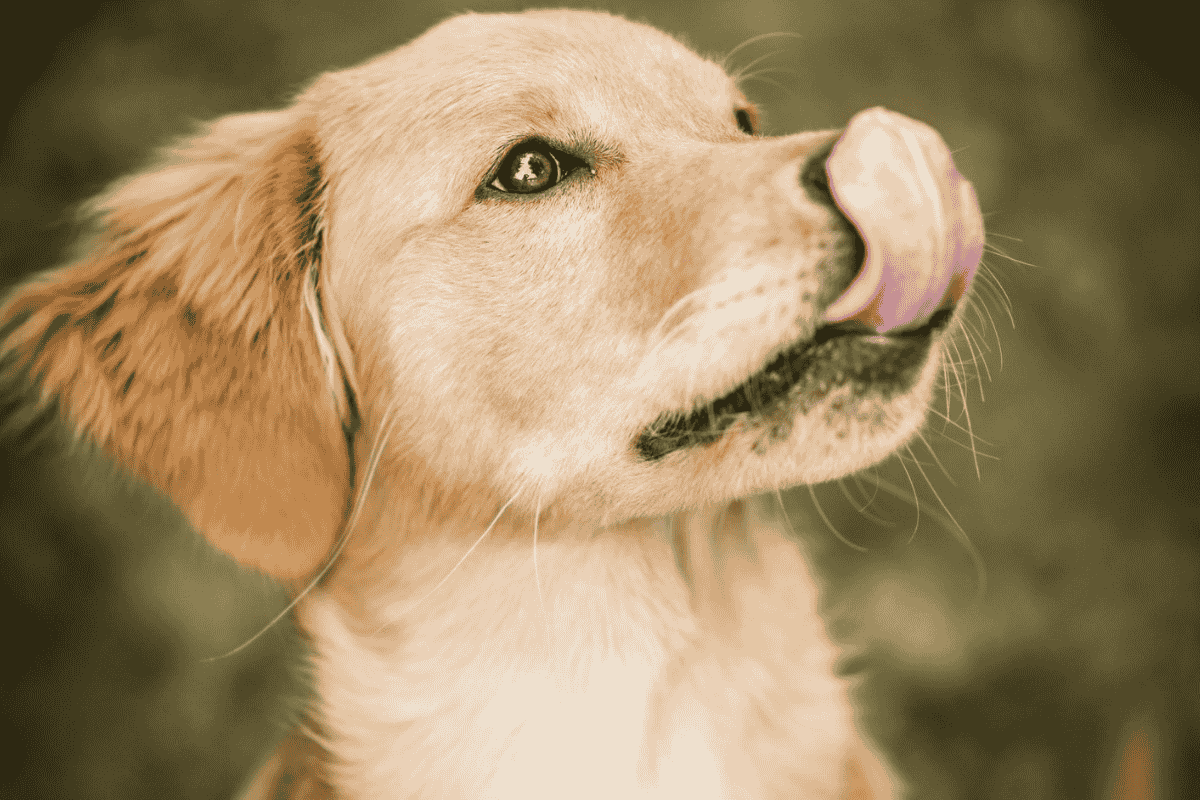 Why Does My Dog Keep Licking Their Lips?