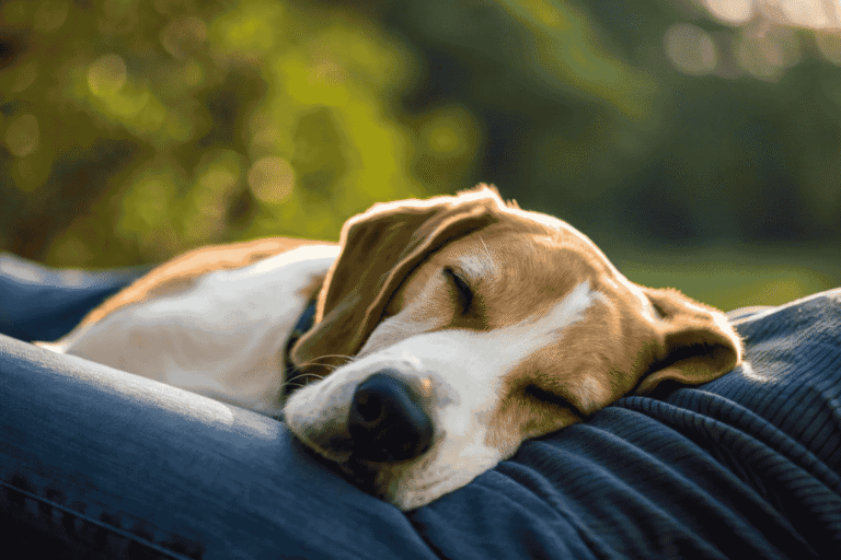 Why Does My Dog Lie on Me? Understanding Canine Cuddles