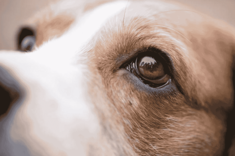 Why Does My Dog Stare at Me? Understanding Canine Eye Contact