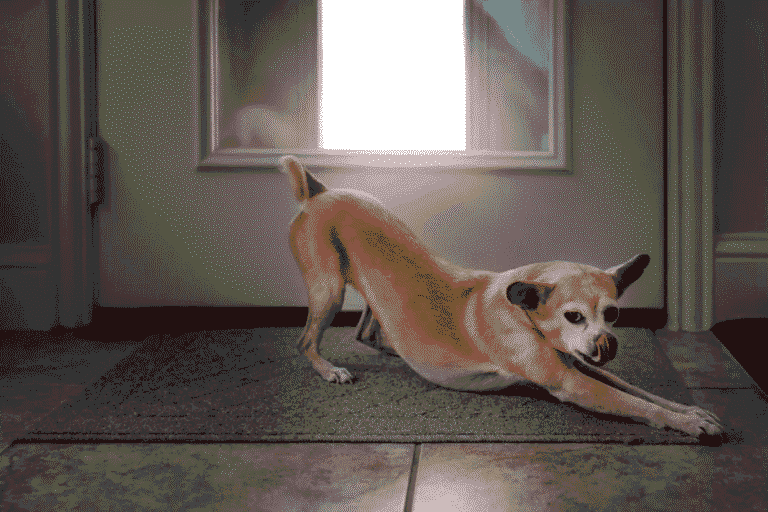 Why Dogs Stretch When They Greet You