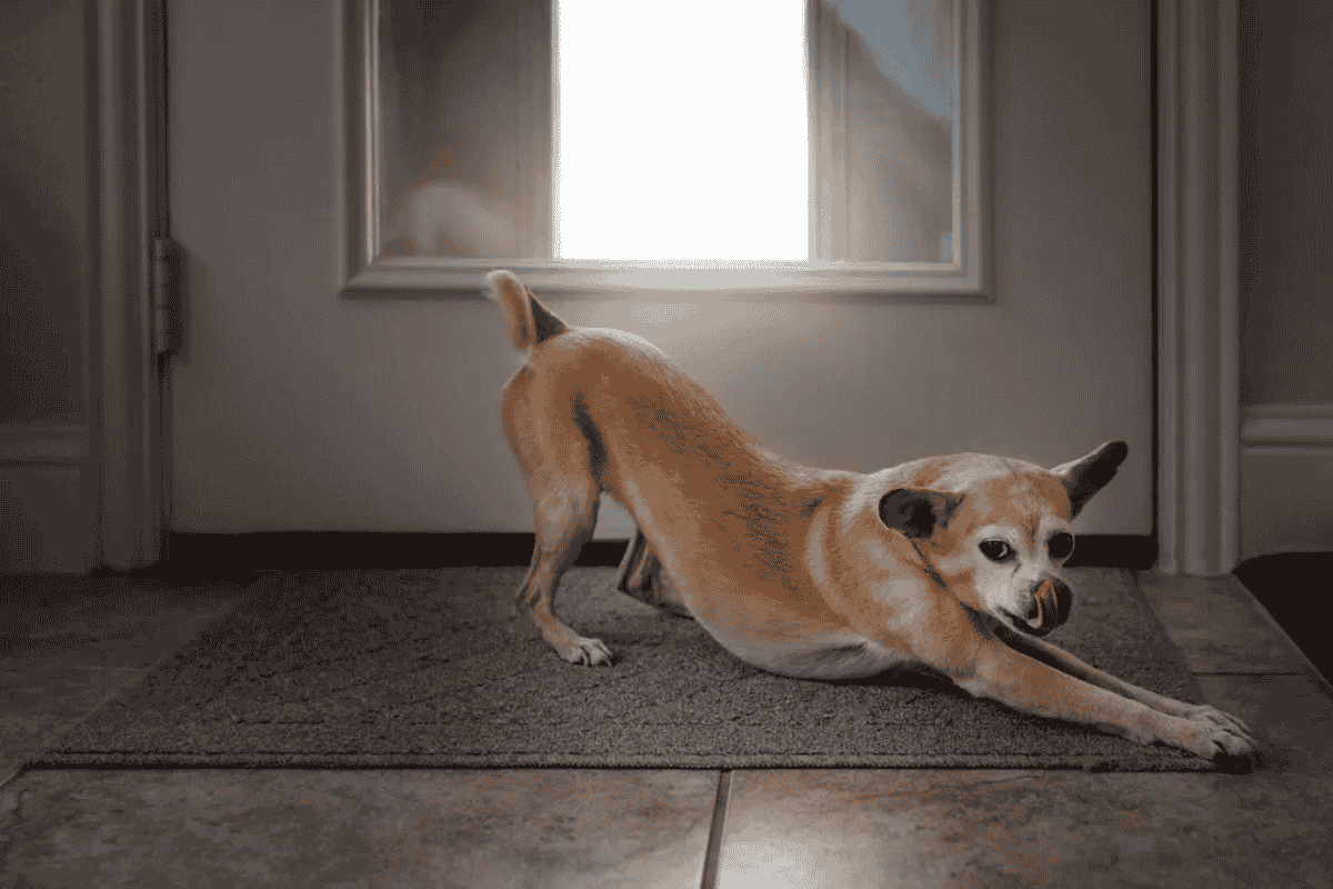 Why Dogs Stretch When They Greet You