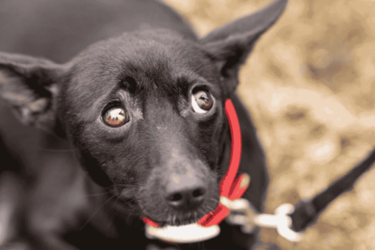 Why Is My Dog Scared of Everything?